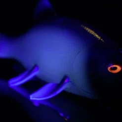 Quantum Freak Of Nature Swimbait Tench 23cm, 270g -Vis Vondst Verkoopwinkel 22 3272005r 4