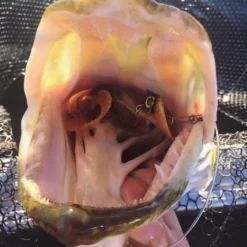 Headbanger Tail -Vis Vondst Verkoopwinkel Headbangertailr 3