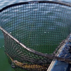 Drifter Tackle Predator Net 48 Black Handle -Vis Vondst Verkoopwinkel PR40XXL BKr 5